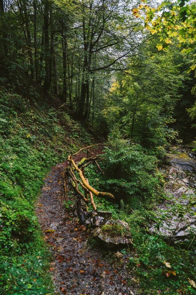 a trail in the woods with fallen trees.