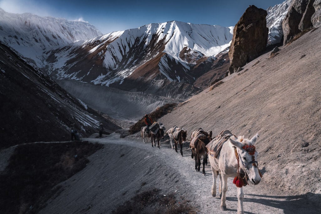 a group of horses walking down a dirt road