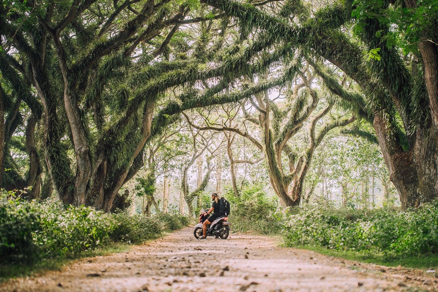 JAWATA BENCULUK CYPRESS TREE TUNNEL BANYUWANGI