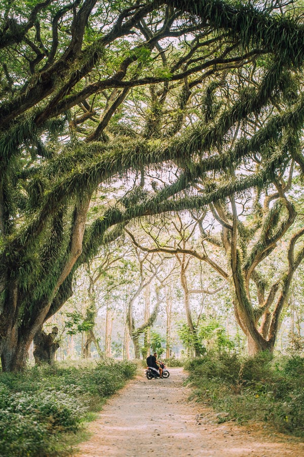 JAWATA BENCULUK CYPRESS TREE TUNNEL BANYUWANGI