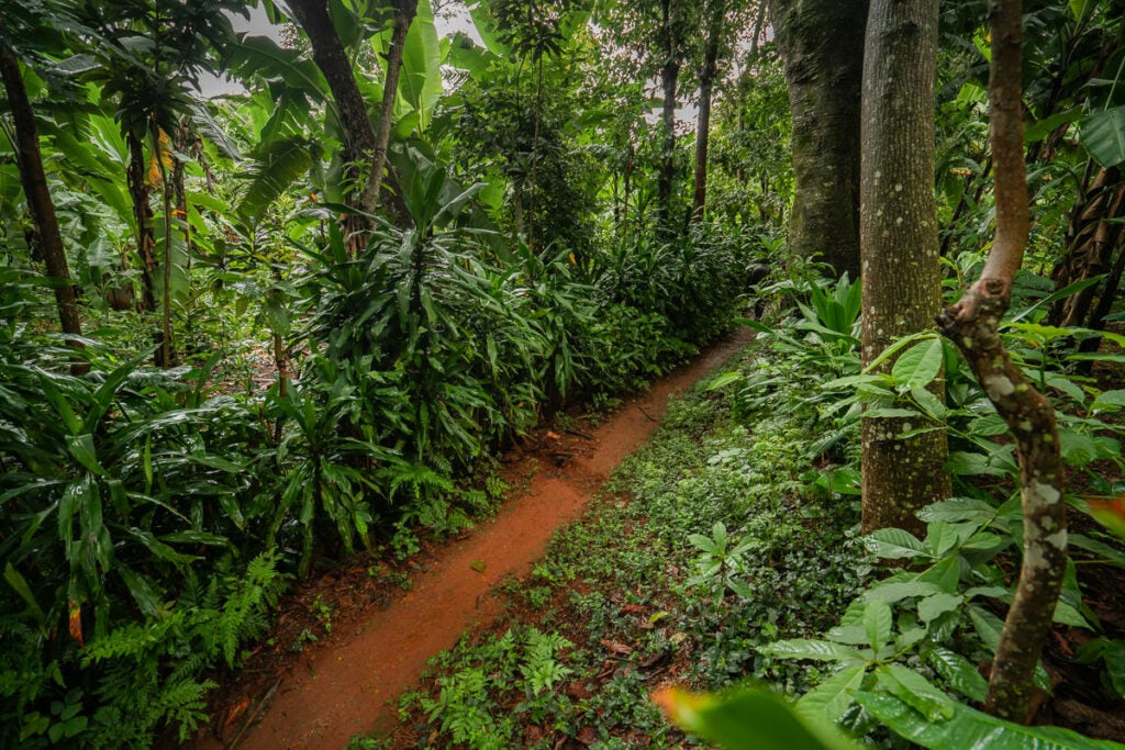a dirt path through a lush green forest