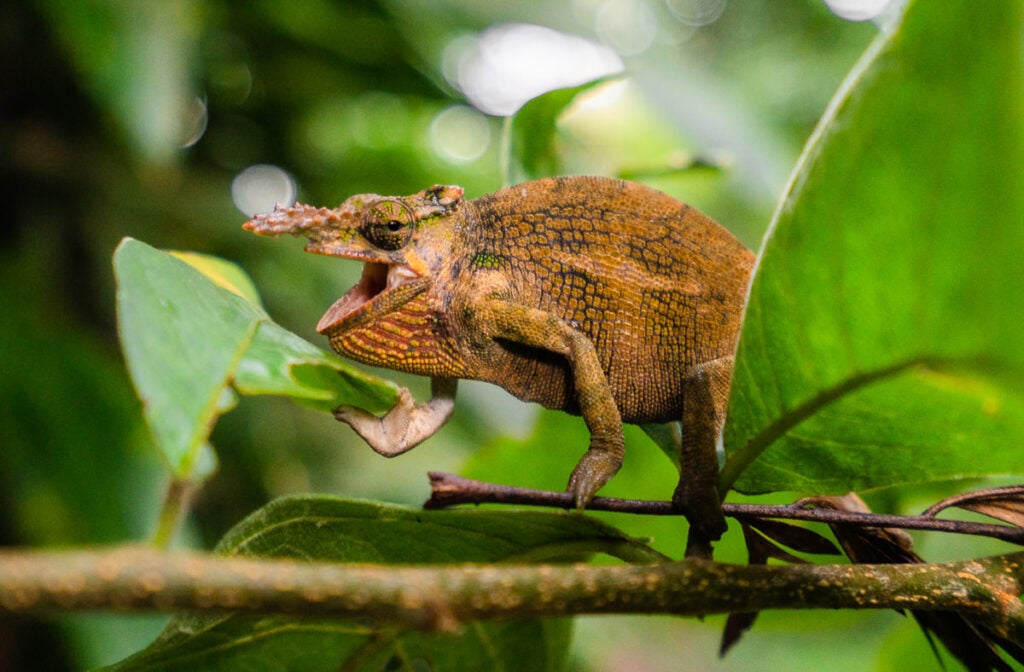 a small lizard is sitting on a branch