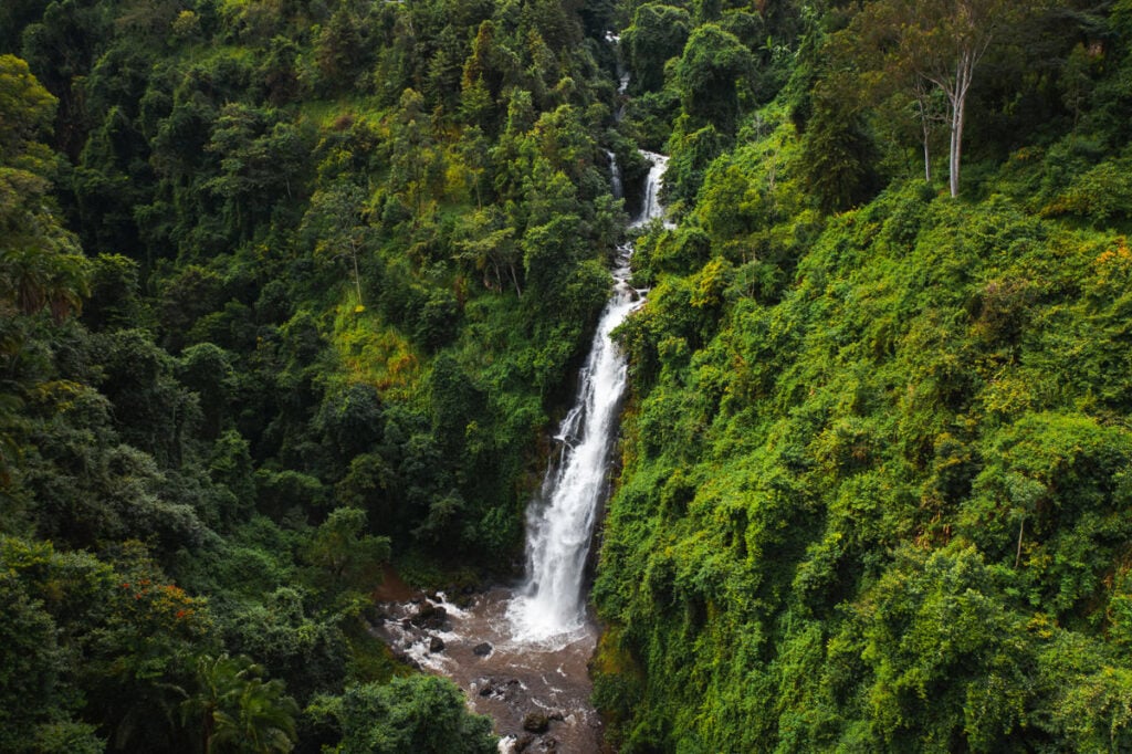 a waterfall in the middle of a lush green forest