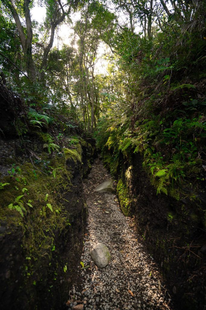 a narrow path in the middle of a forest.