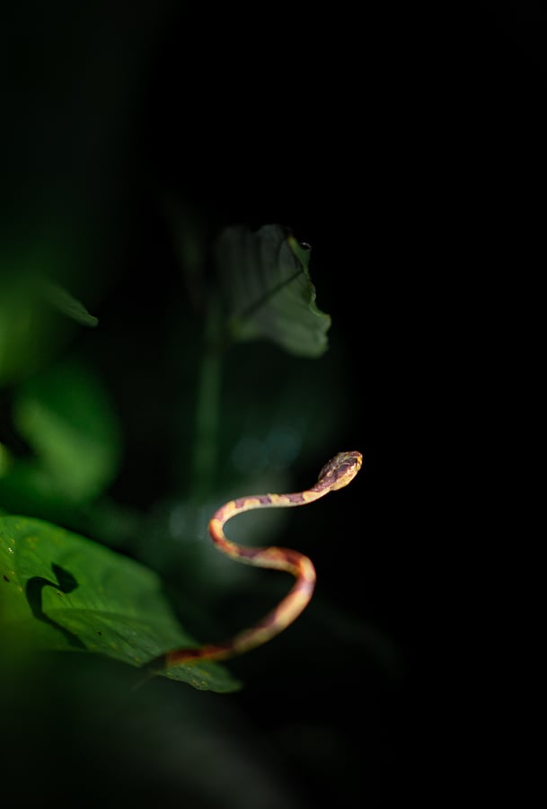 night trail nature santa fe veraguas