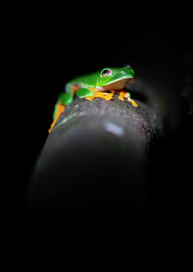 night trail nature santa fe veraguas