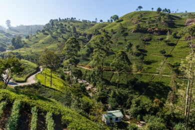 Nuwara Eliya