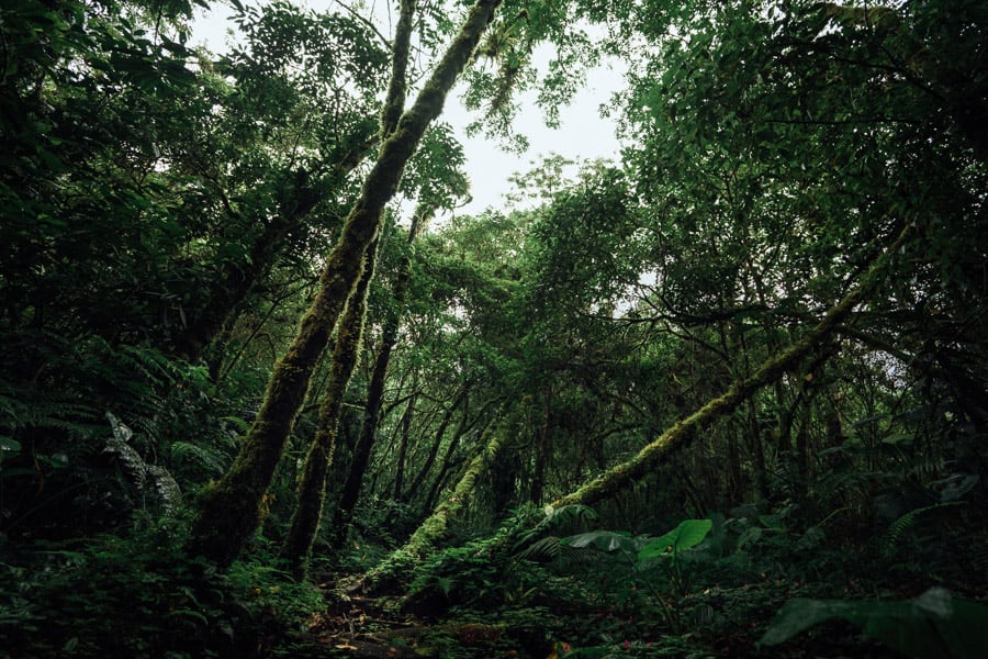 sendero los quetzales panama