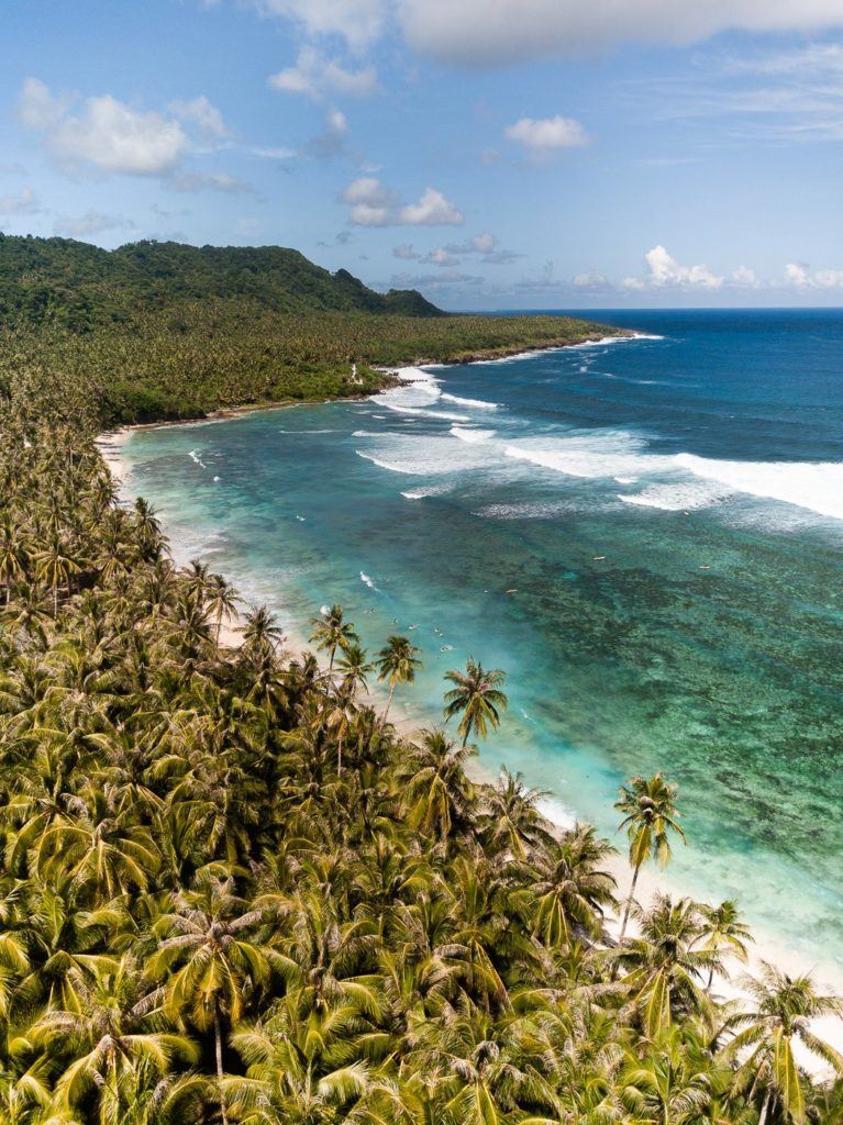 a view of a beach with a lot of palm trees.