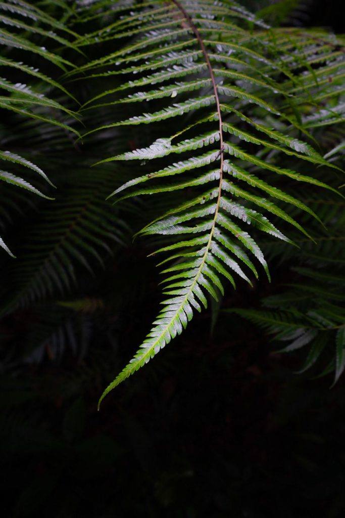 a close up of a fern leaf with water droplets on it.