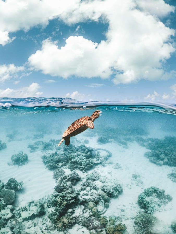 to do in cairns, cairns australia points of interest, cairns attractions, cairns australia, top 10 things to do in cairns, top things to do in cairns, what to see in cairns, what to do in cairns, best things to do in cairns, things to do in cairns, 