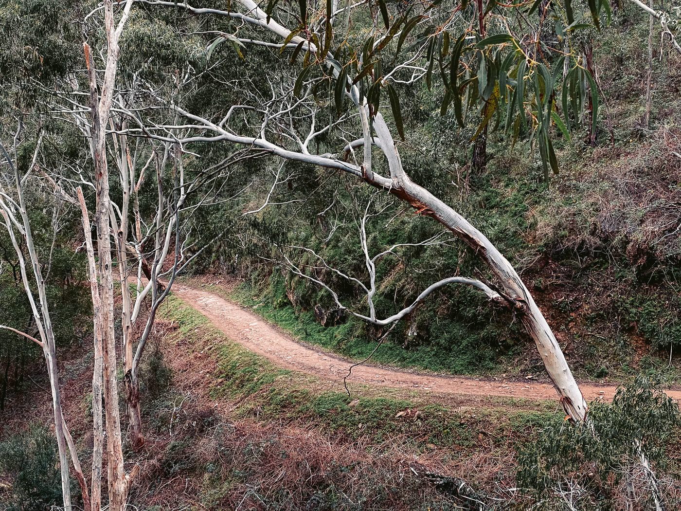a dirt road in the middle of a forest.