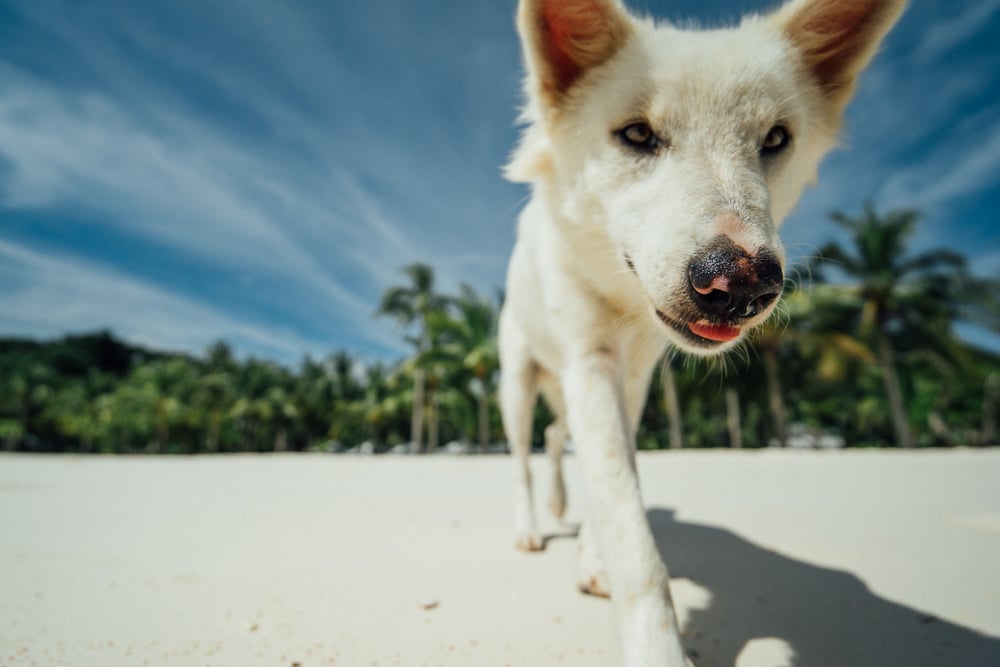 Coron, Coron tours, Things to do in coron, what to do in coron, coron island tour, kayangan lake, kayangan lake coron, coron beach, coron island hopping, coron map, malcapuya island coron, skeleton wreck coron, coron twin lagoon, coron city, coron what to do, island hopping coron,